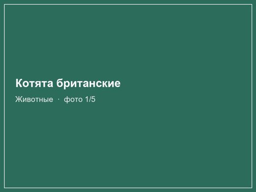 Котята британские