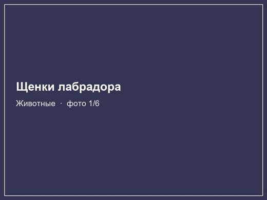 Щенки лабрадора